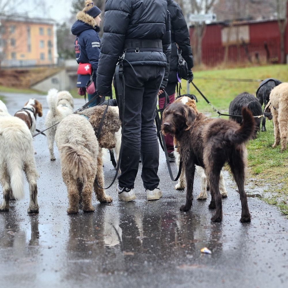 Hundprommenad i alla väder