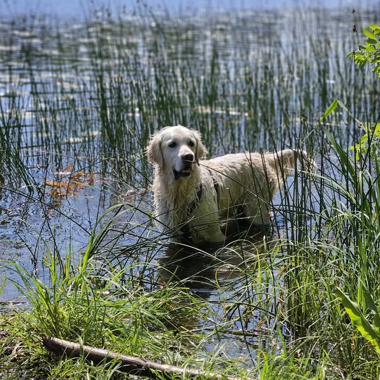 Sommarbad på hunddagis