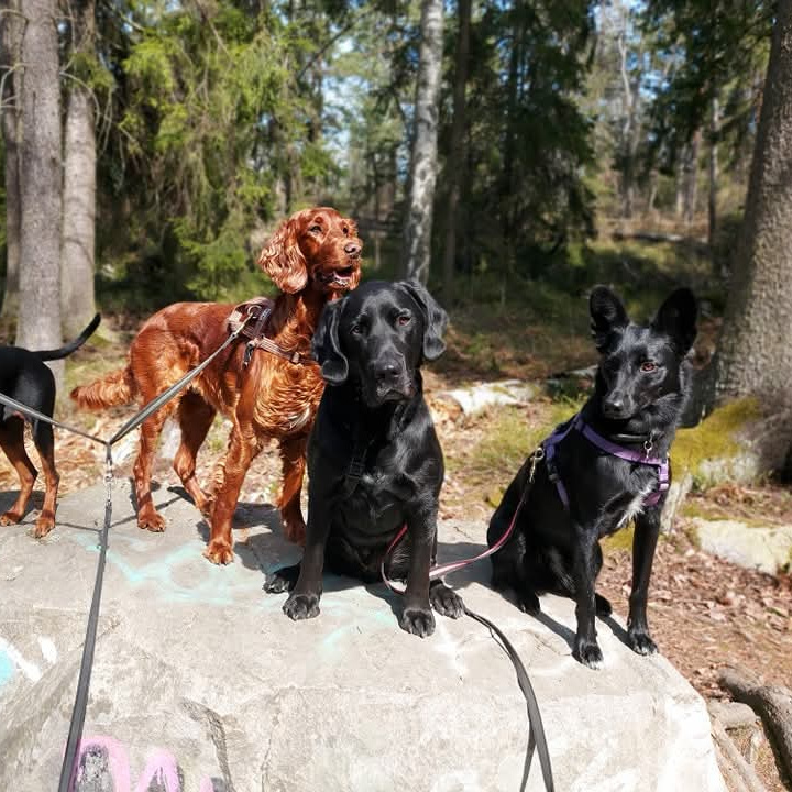 Dagishundar sitter på en sten
