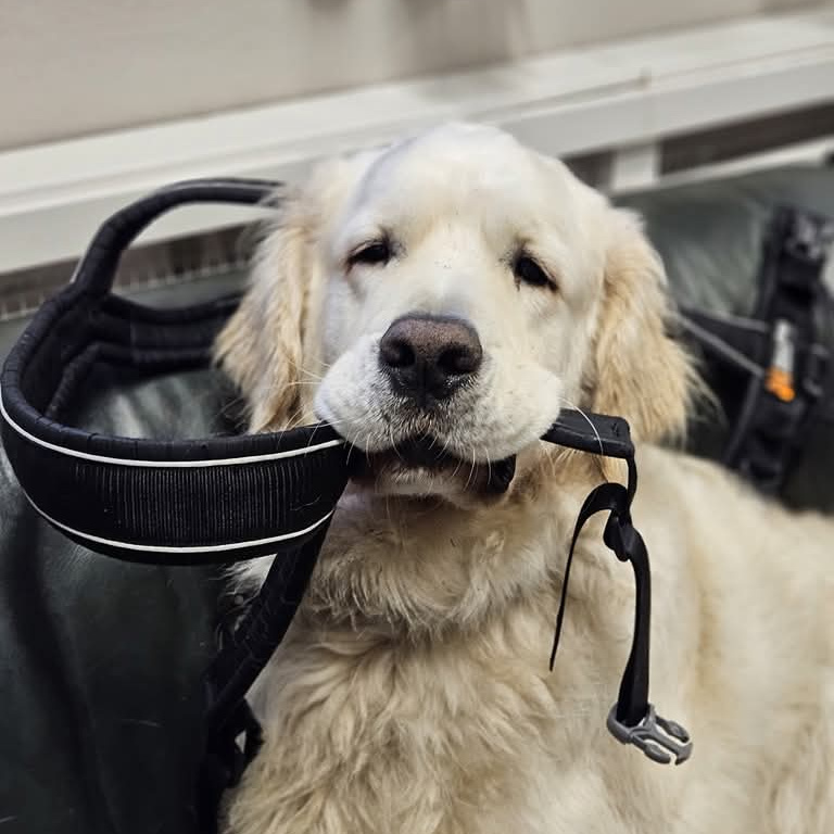 Prommenadsugen hund